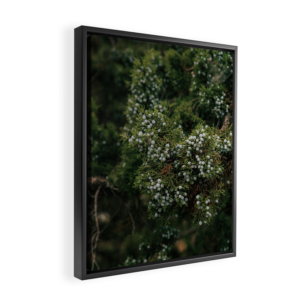 Juniper Framed Canvas Print Gallery Image 2