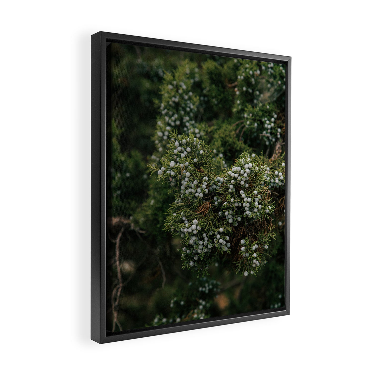 Juniper Framed Canvas Print Gallery Image 2