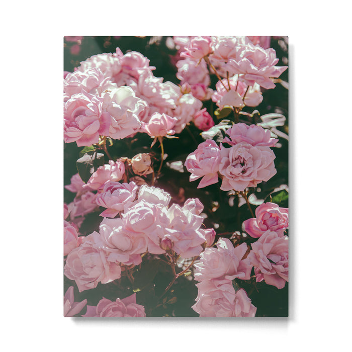 Light Pink Roses Metal Print Gallery Image 1