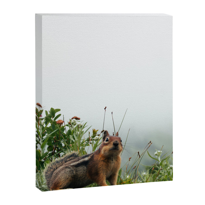 Little Chipmunk Canvas Print Gallery Image 1