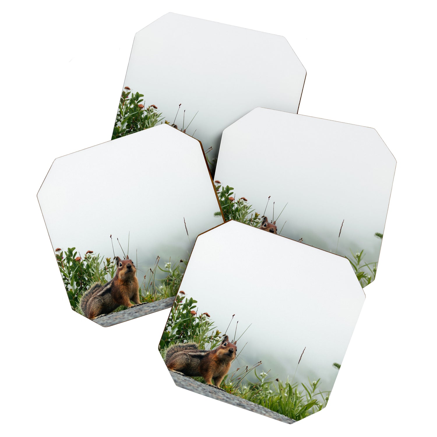 Little Chipmunk Coaster Gallery Image 1