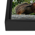 Little Chipmunk Framed Canvas Print Gallery Image 3