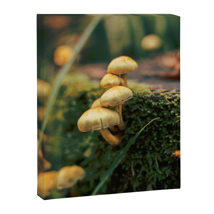 Little Mushrooms Canvas Print Gallery Image 1