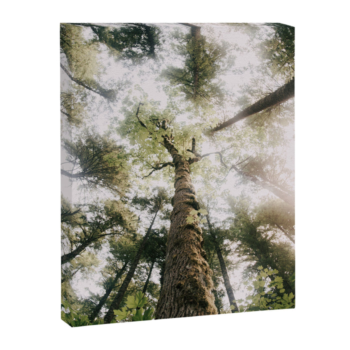 Looking Up Canvas Print Gallery Image 1