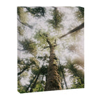 Looking Up Canvas Print Gallery Image 6