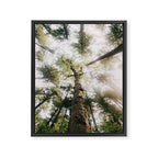 Looking Up Framed Canvas Print Gallery Image 6