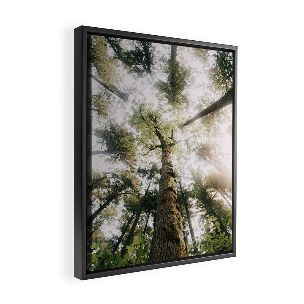 Looking Up Framed Canvas Print Gallery Image 2