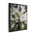 Looking Up Framed Canvas Print Gallery Image 2