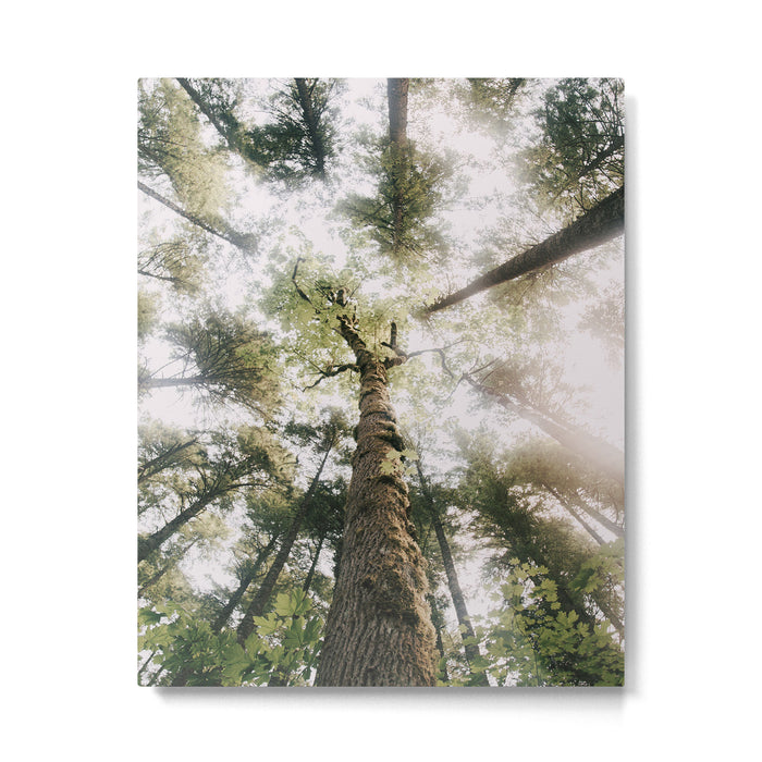 Looking Up Metal Print Gallery Image 1