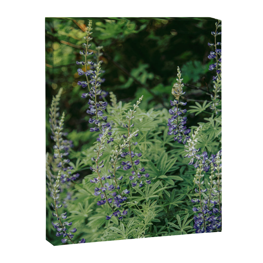 Lupine Canvas Print Gallery Image 6