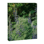 Lupine Canvas Print Gallery Image 6