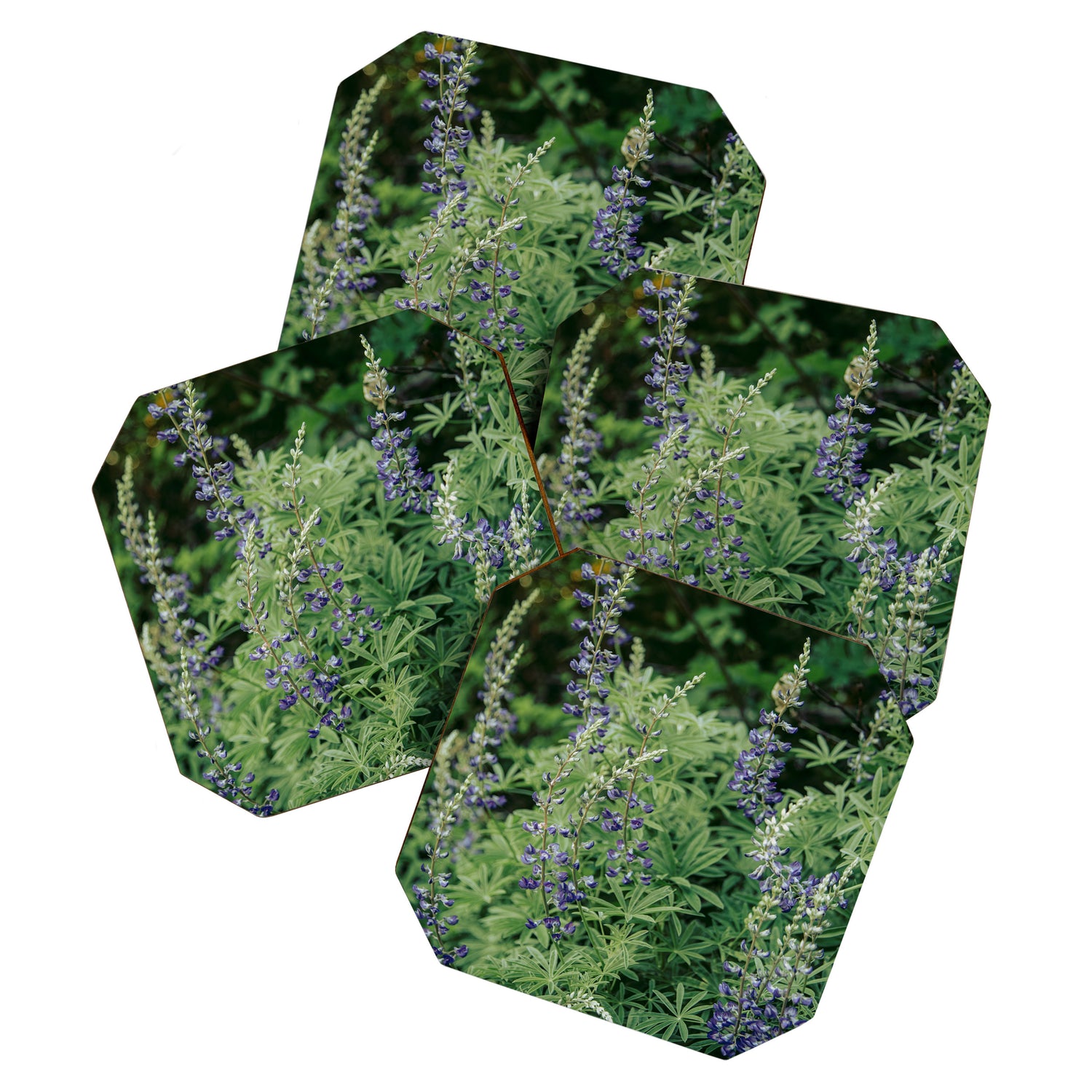 Lupine Coaster Gallery Image 1