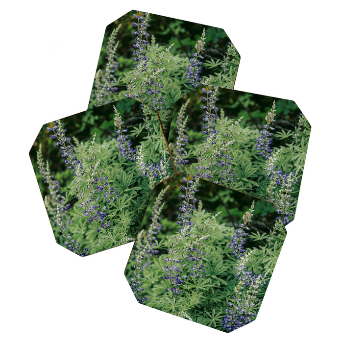 Lupine Coaster Gallery Image 1