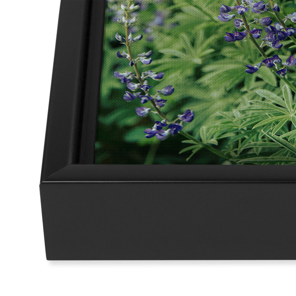 Lupine Framed Canvas Print Gallery Image 3