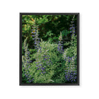 Lupine Framed Canvas Print Gallery Image 6