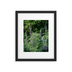 Lupine Framed Art Print Gallery Image 5