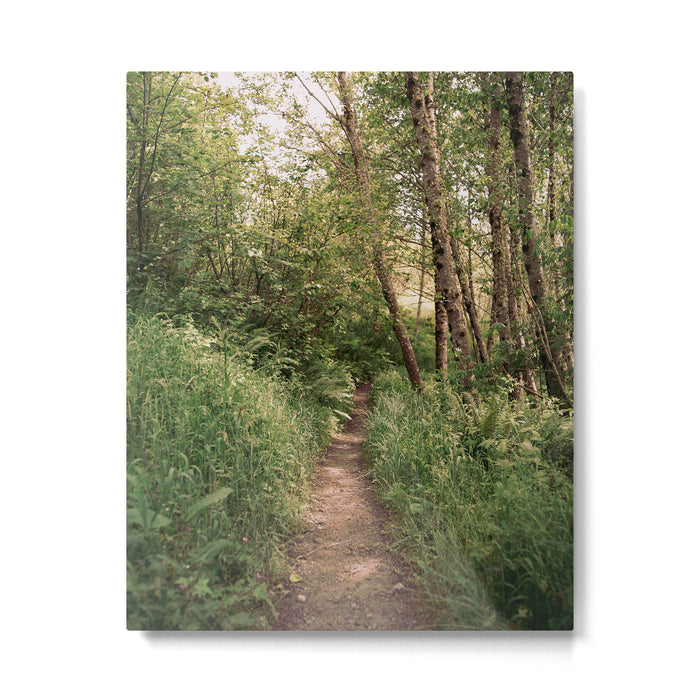 Mellow Path Metal Print Gallery Image 1