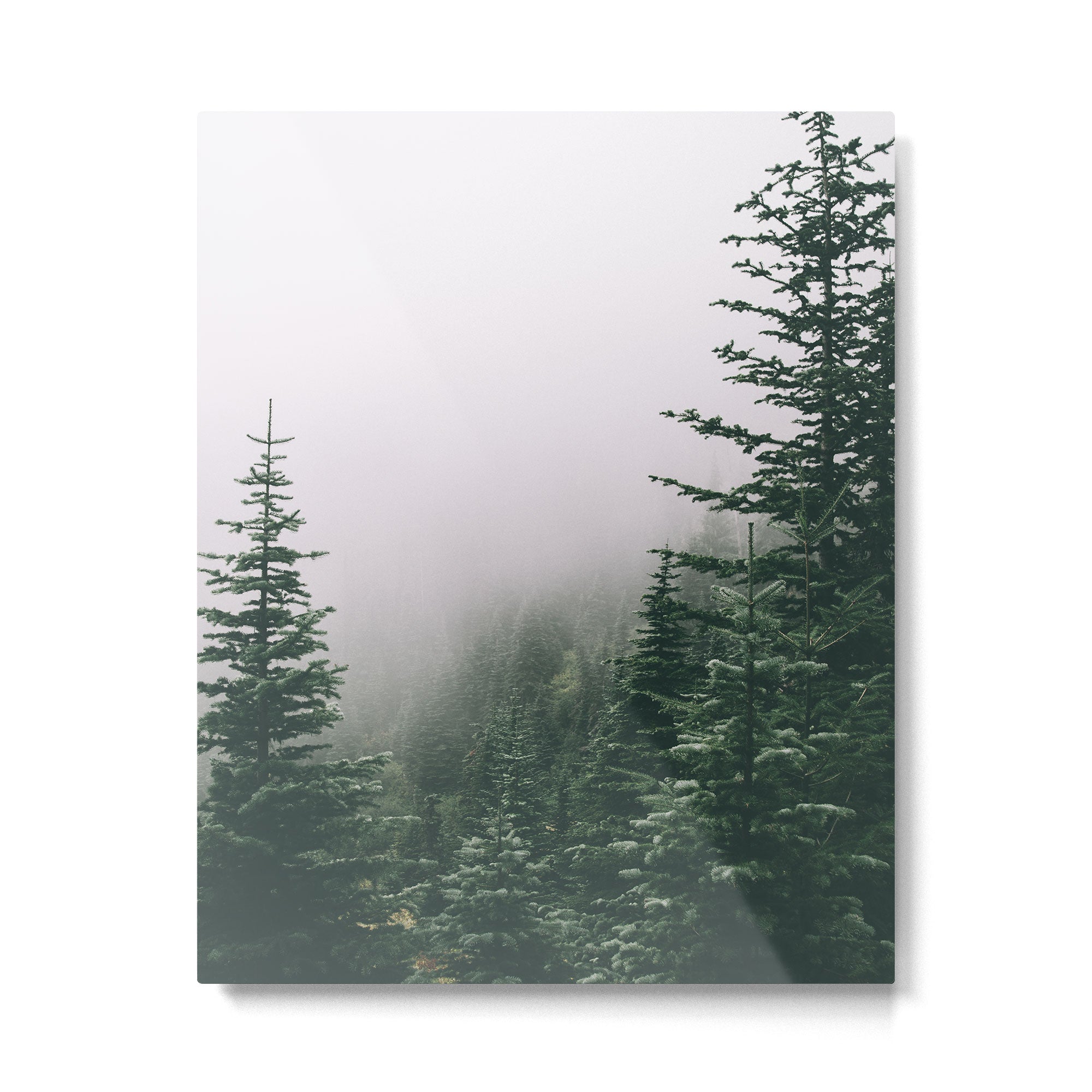 Moody Forest Metal Print Gallery Image 4