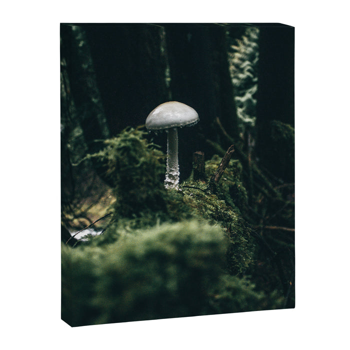 Mushroom Canvas Print Gallery Image 1