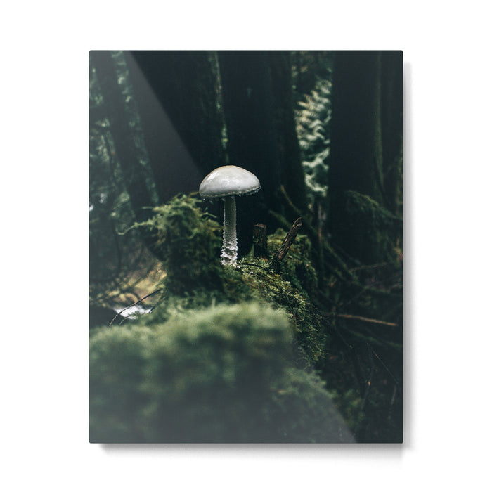 Mushroom Metal Print Gallery Image 1