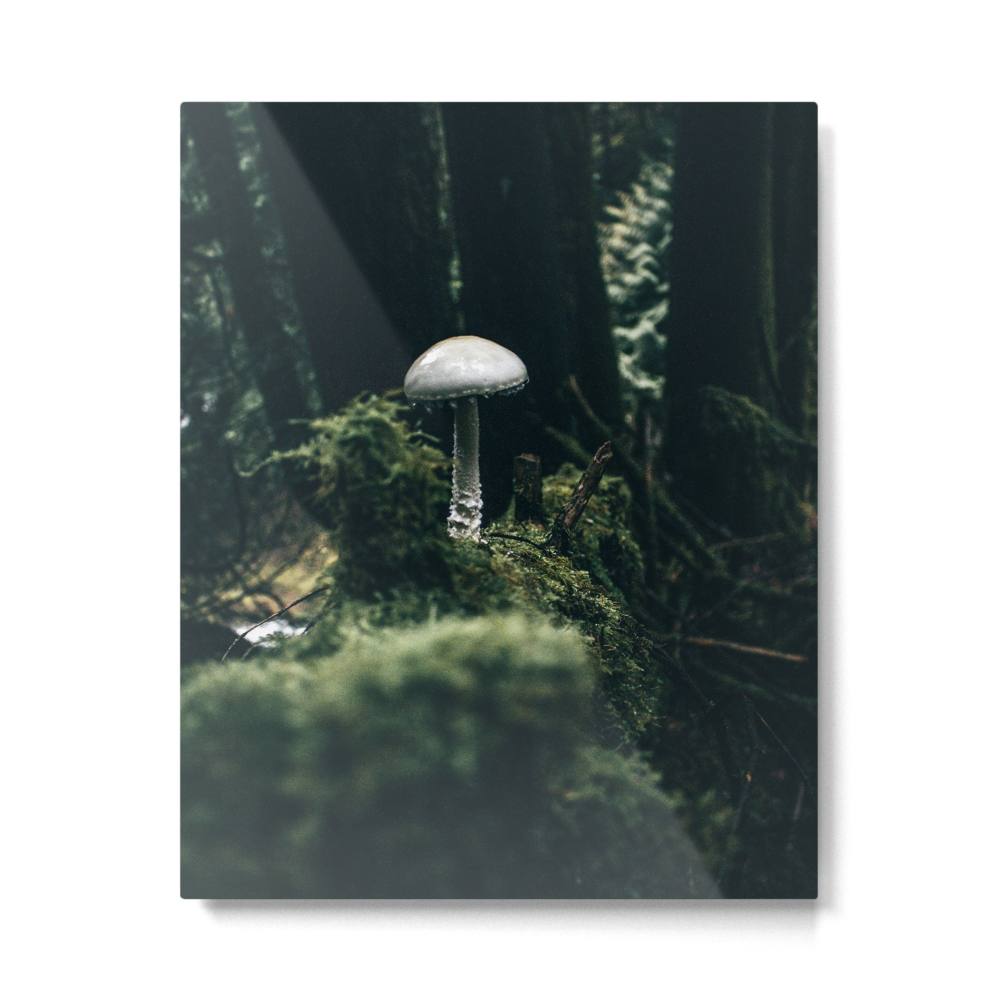 Mushroom Metal Print Gallery Image 4