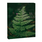 One Fern Canvas Print Gallery Image 6