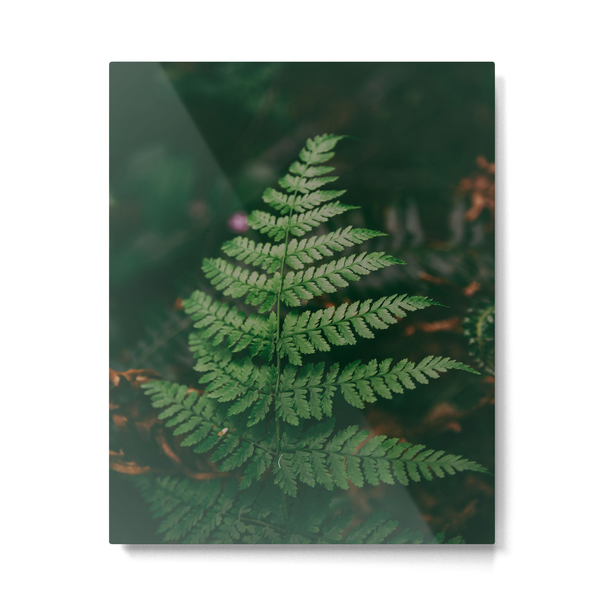 One Fern Metal Print Gallery Image 4