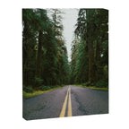 Pacific Northwest Rainforest Drive Canvas Print Gallery Image 6