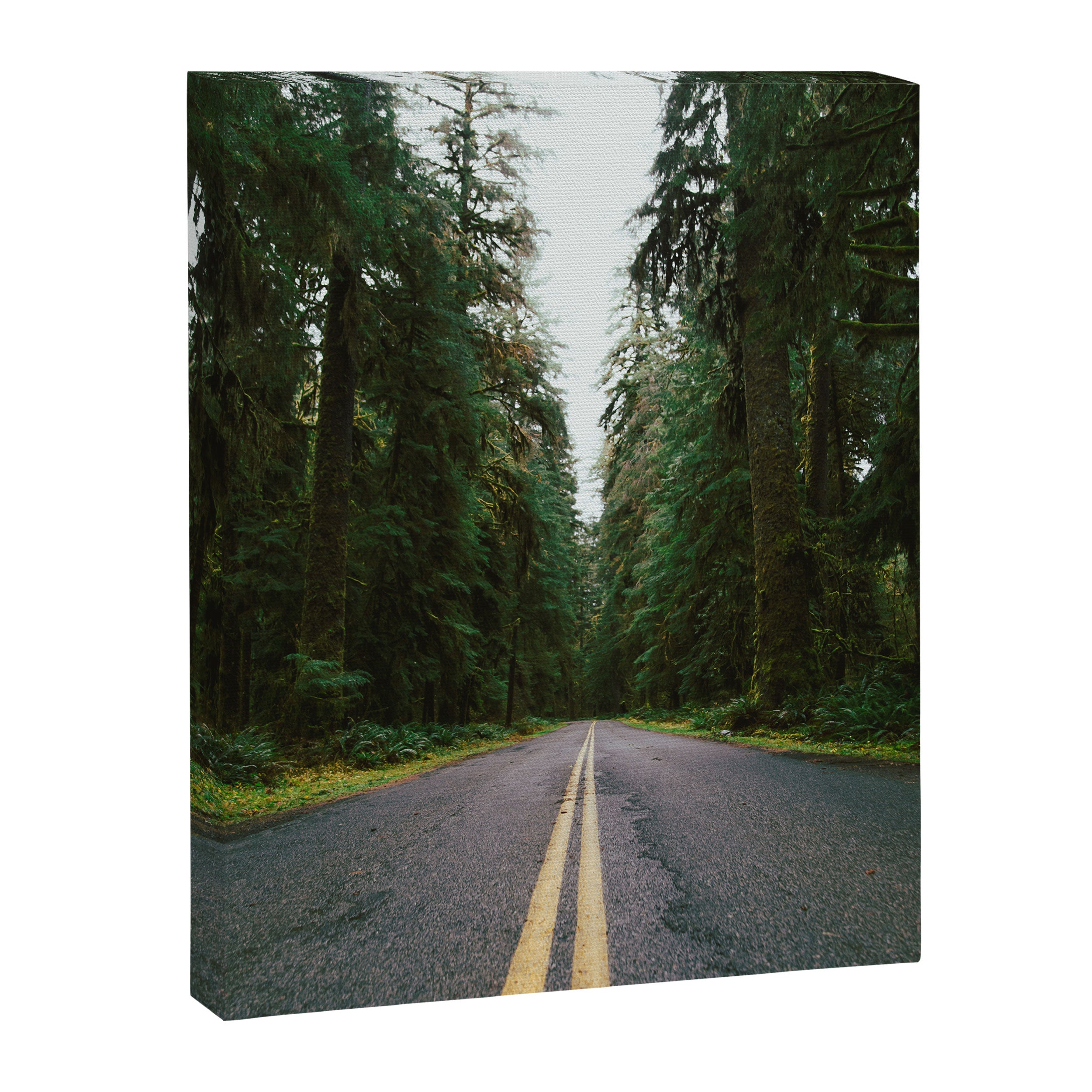 Pacific Northwest Rainforest Drive Canvas Print Gallery Image 6