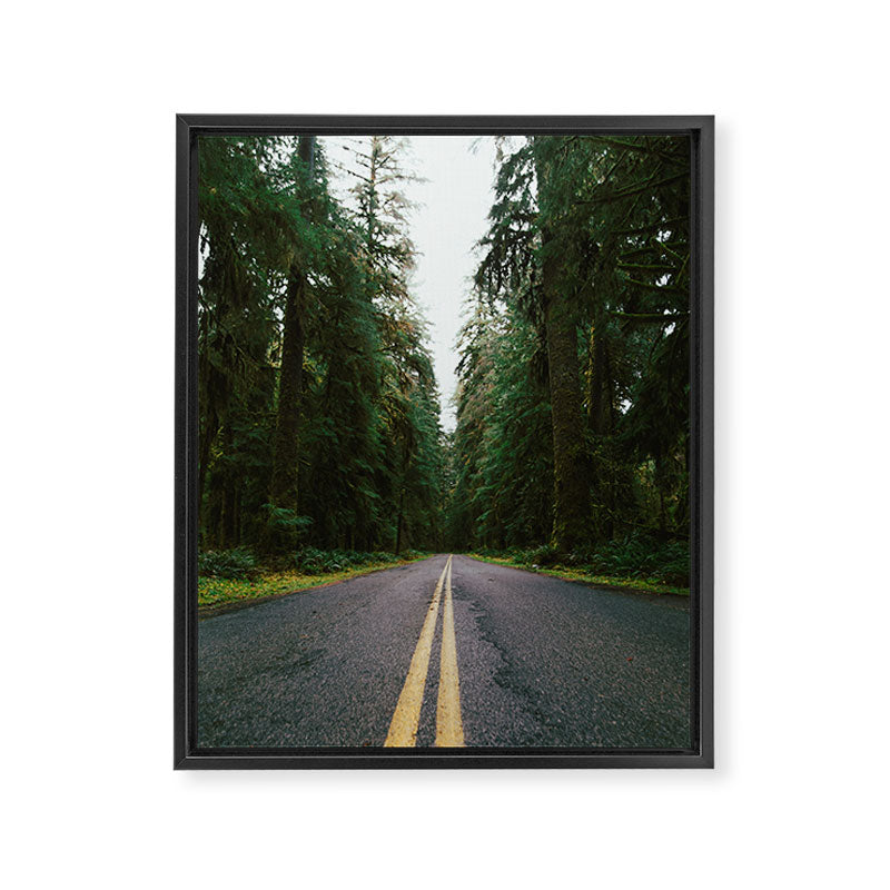 Pacific Northwest Rainforest Drive Framed Canvas Print Gallery Image 6