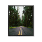 Pacific Northwest Rainforest Drive Framed Canvas Print Gallery Image 6