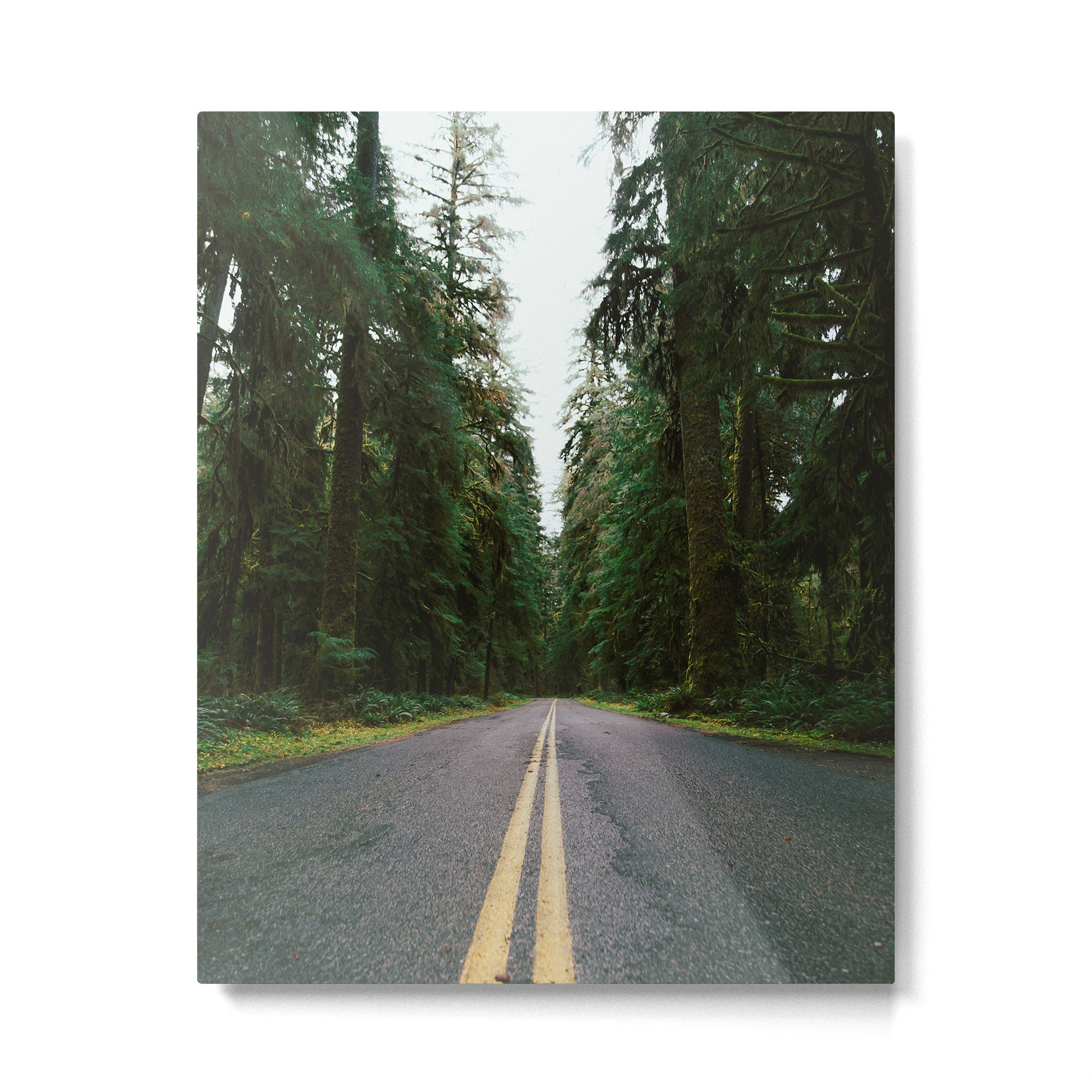 Pacific Northwest Rainforest Drive Metal Print Gallery Image 4