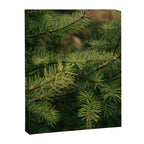 Pine Details Canvas Print Gallery Image 6