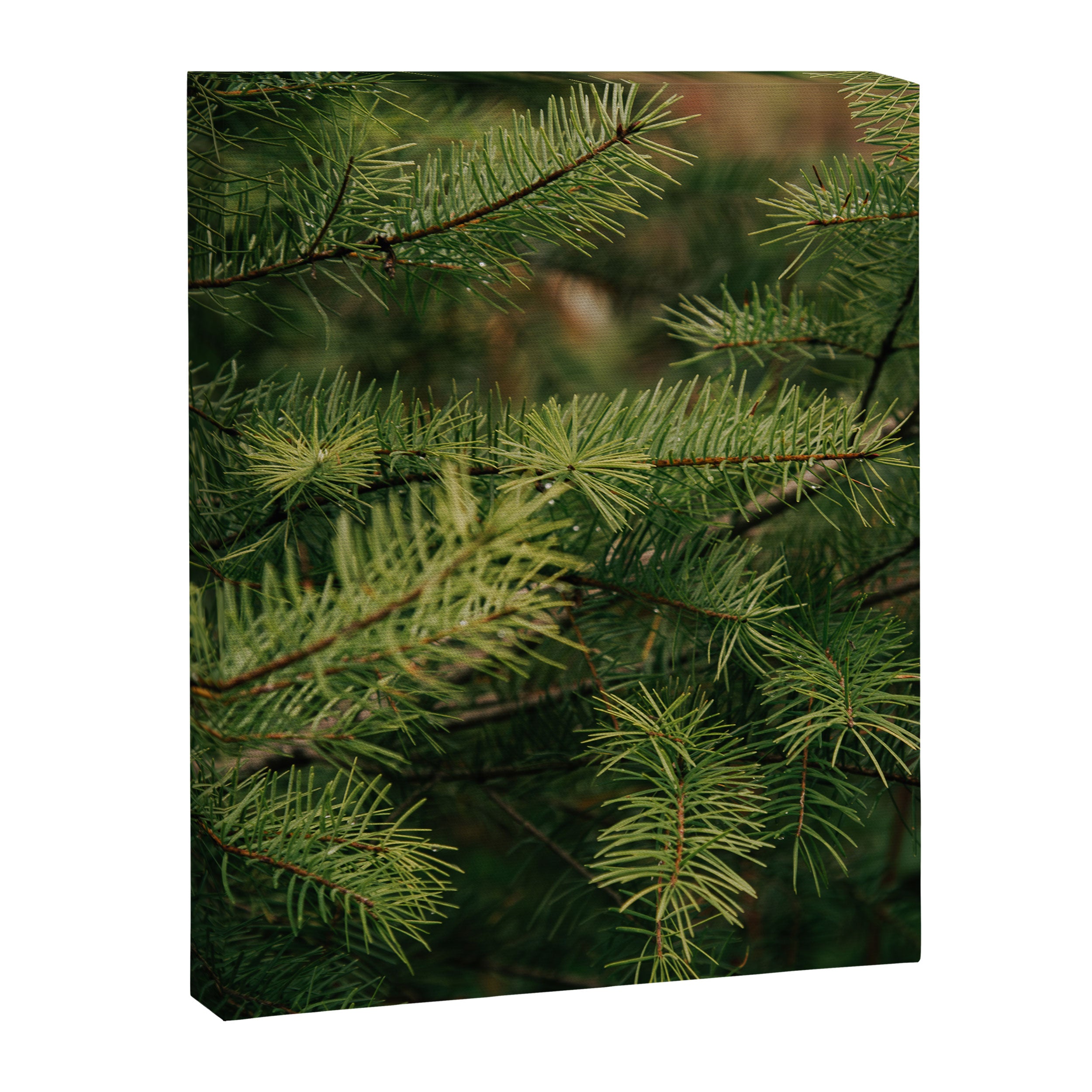 Pine Details Canvas Print Gallery Image 6