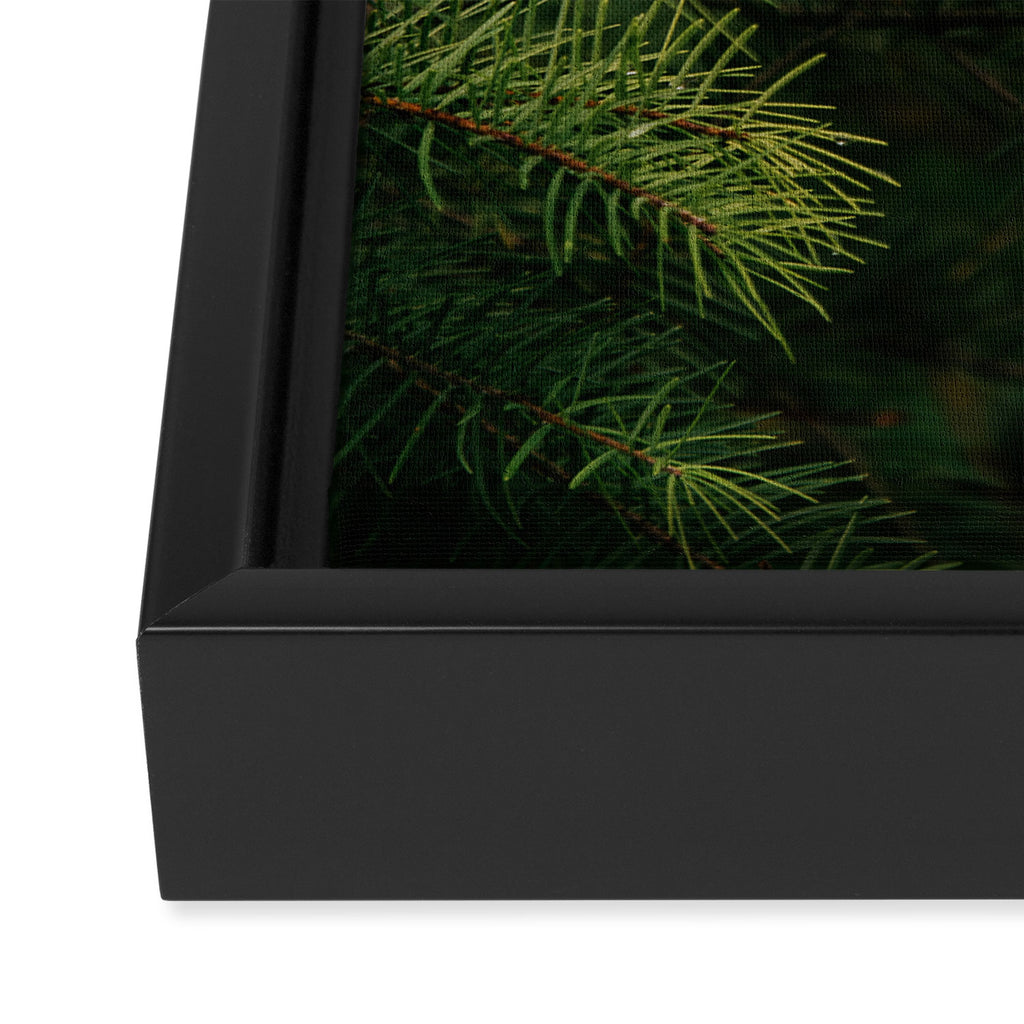 Pine Details Framed Canvas Print Gallery Image 3