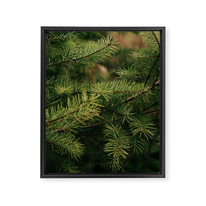 Pine Details Framed Canvas Print Gallery Image 6