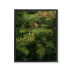 Pine Details Framed Canvas Print Gallery Image 6
