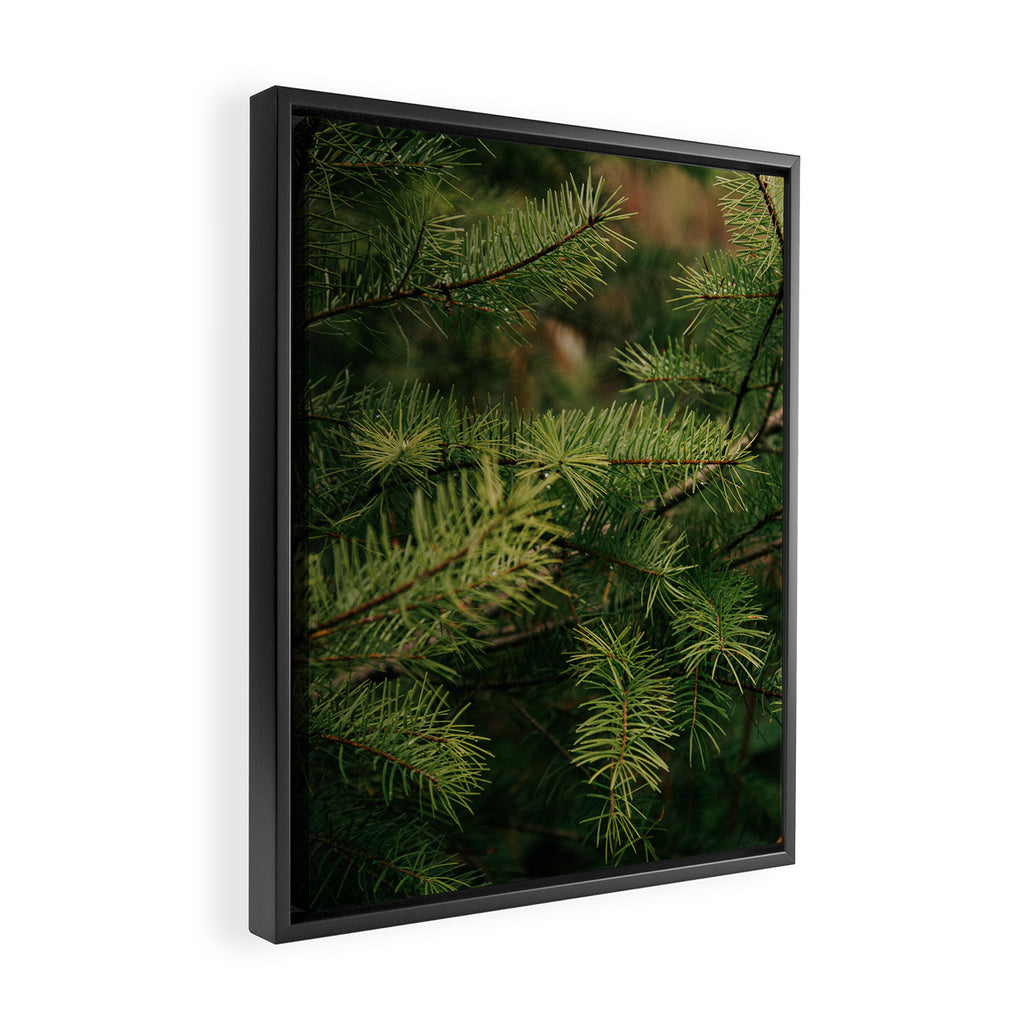 Pine Details Framed Canvas Print Gallery Image 2
