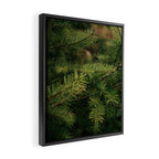 Pine Details Framed Canvas Print Gallery Image 2