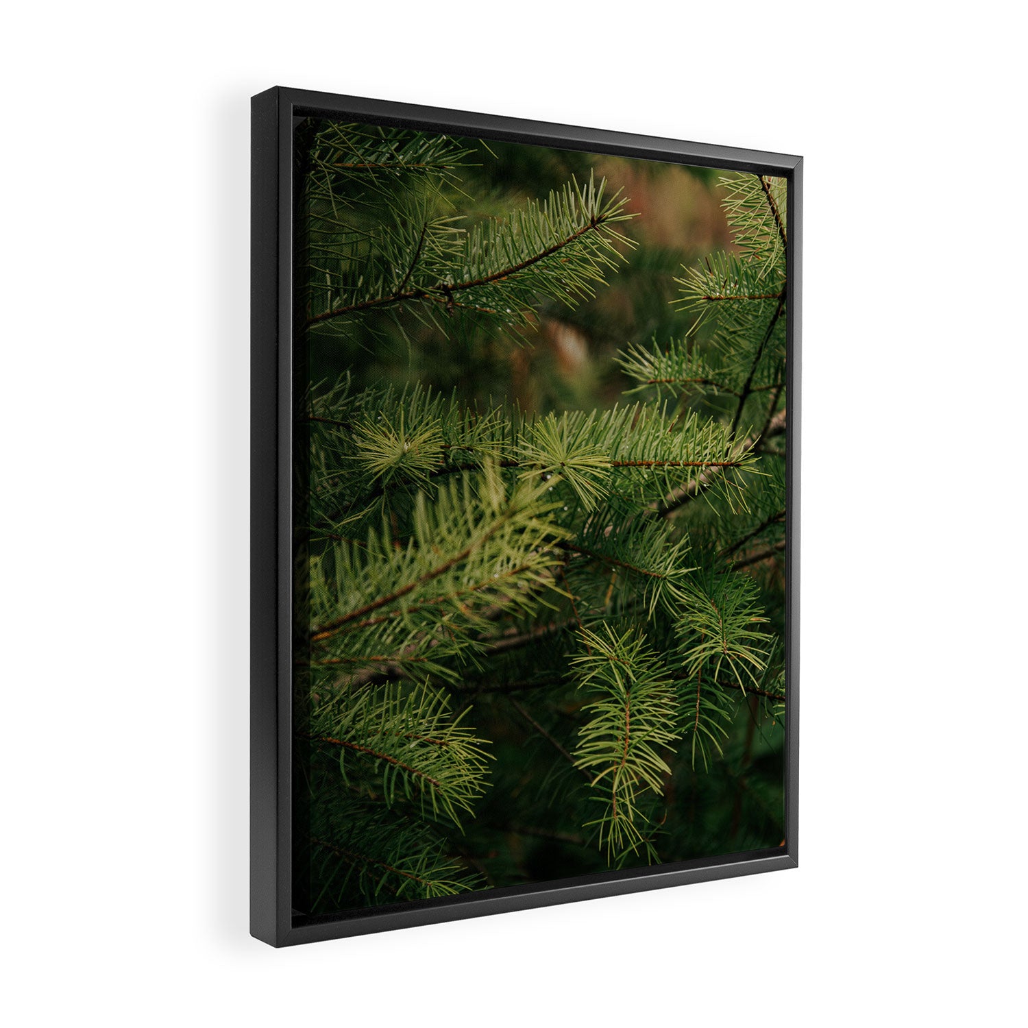 Pine Details Framed Canvas Print Gallery Image 2