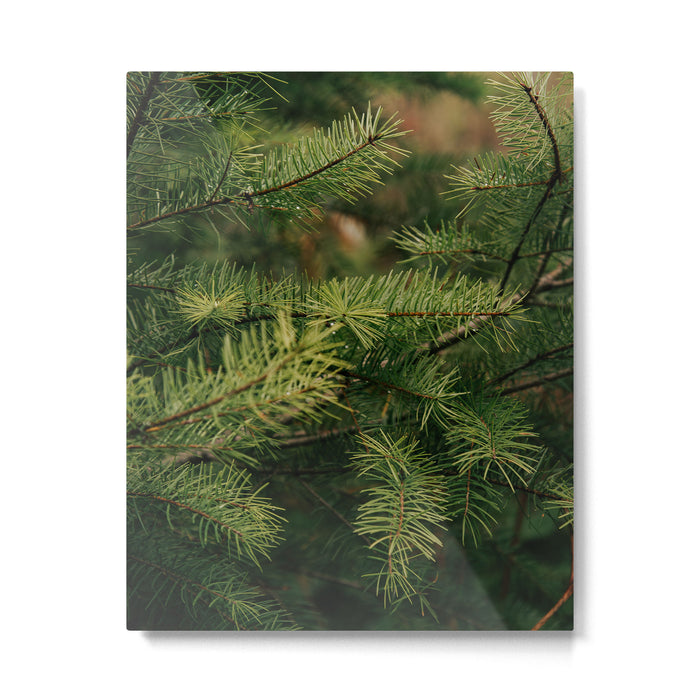 Pine Details Metal Print Gallery Image 1