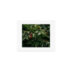 Red Elderberry Art Print Gallery Image 1