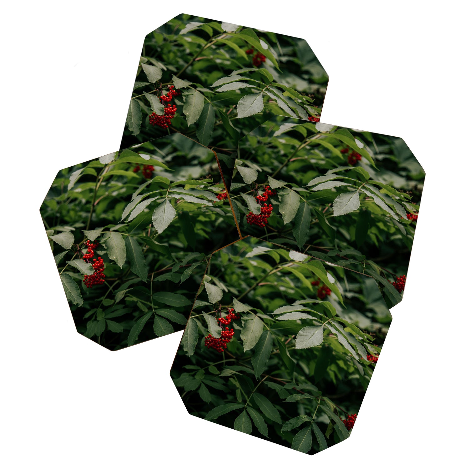 Red Elderberry Coaster Gallery Image 1