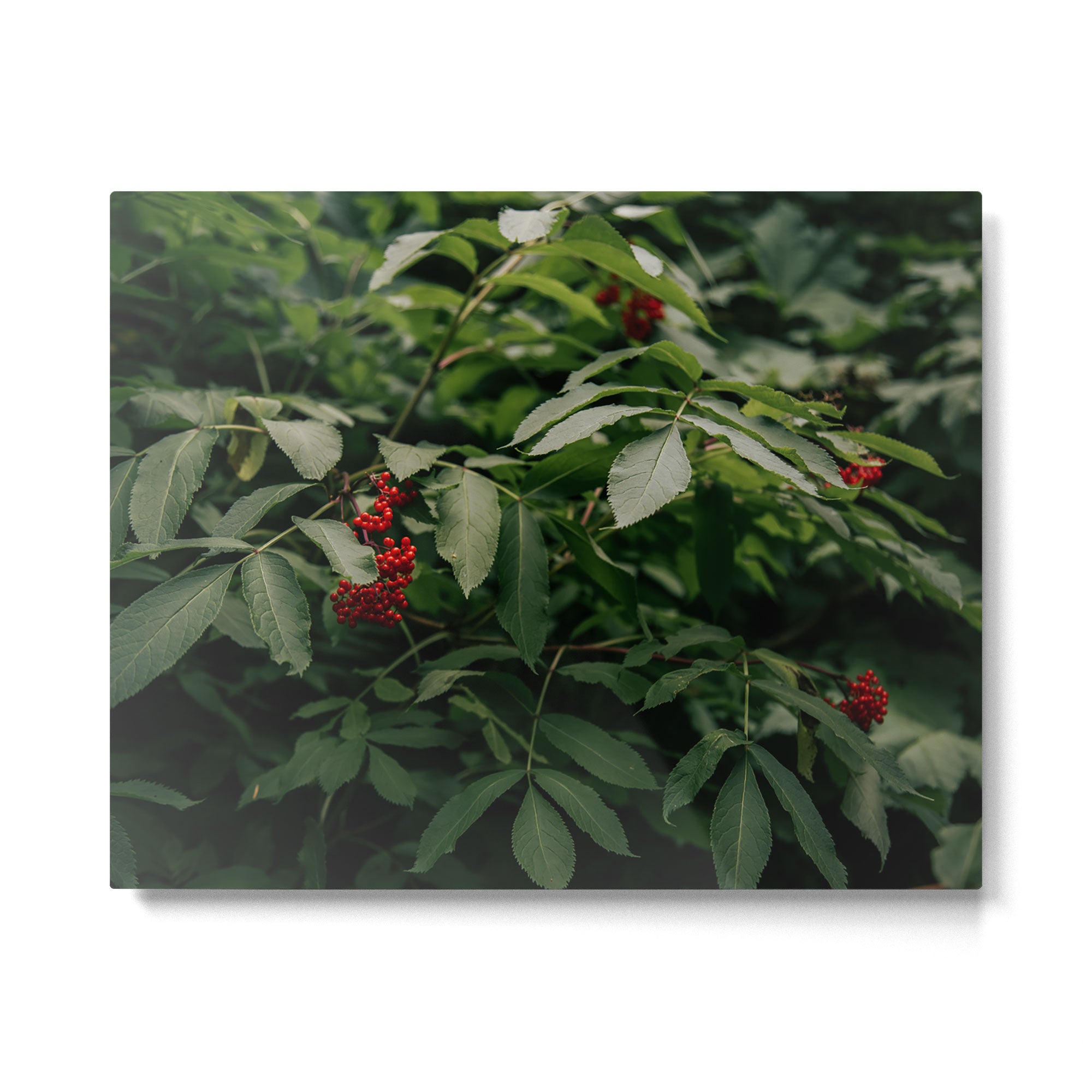 Red Elderberry Metal Print Gallery Image 4