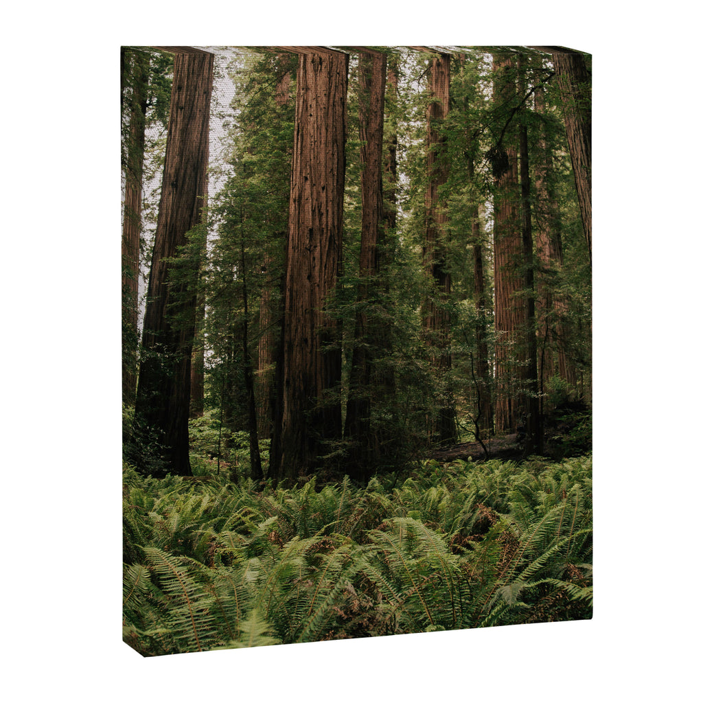 Redwood Forest Canvas Print Gallery Image 6