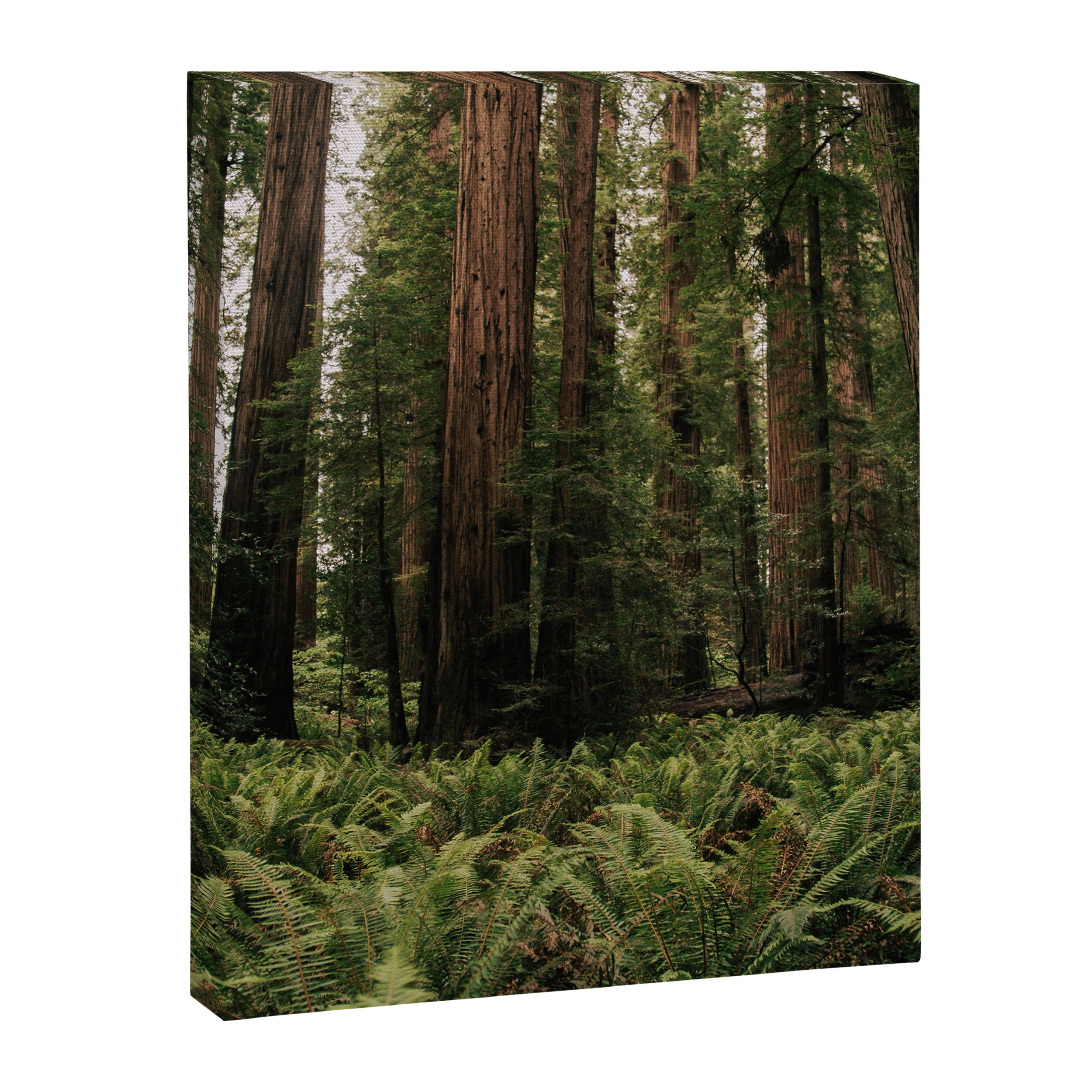 Redwood Forest Canvas Print Gallery Image 6