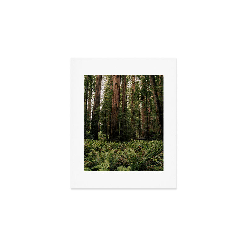 Redwood Forest Art Print Gallery Image 1