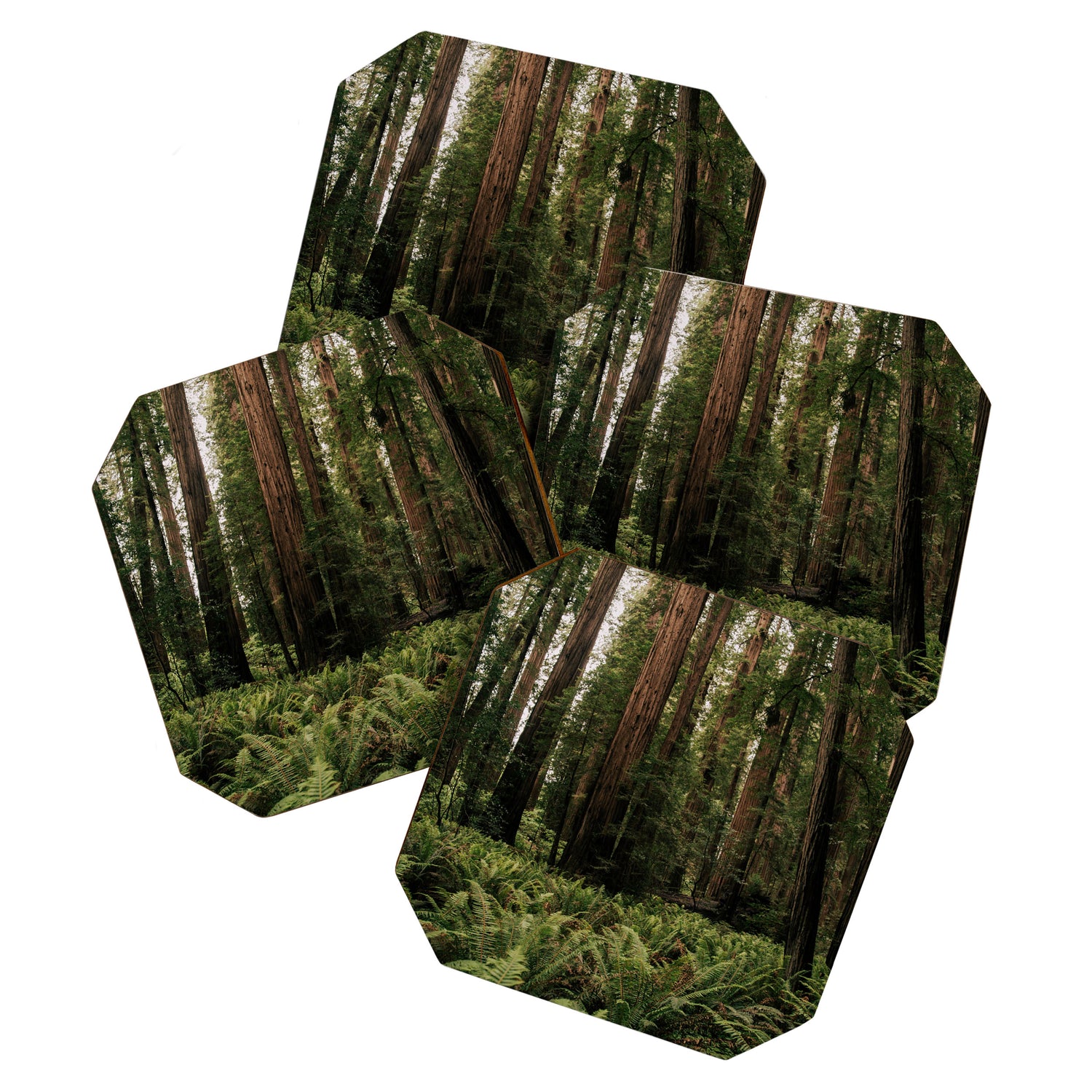 Redwood Forest Coaster Gallery Image 1
