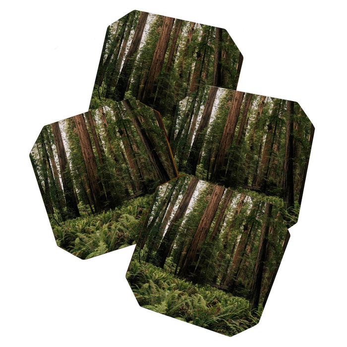 Redwood Forest Coaster Gallery Image 1
