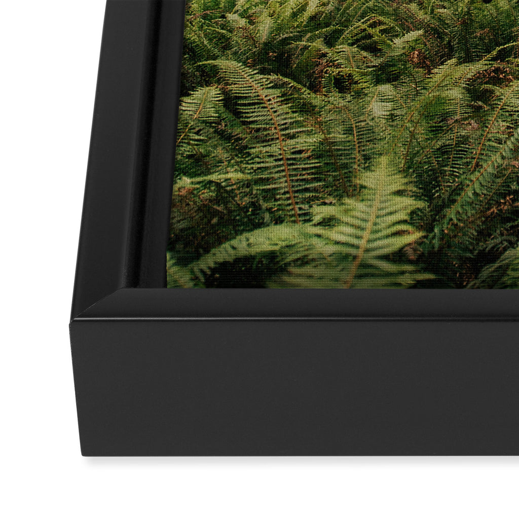 Redwood Forest Framed Canvas Print Gallery Image 3